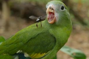 Parakeet (Brotogeris versicolurus) prepares to eat stingless bee (Melipona sp.)