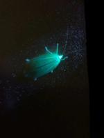 Possible Lacewing (Chrysopidae spp.)