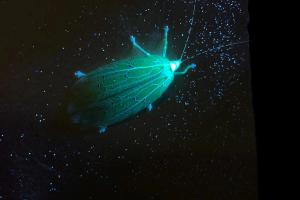 Possible Lacewing (Chrysopidae spp.)