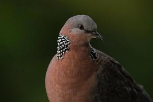 Spotted Dove (Spilopelia chinensis)