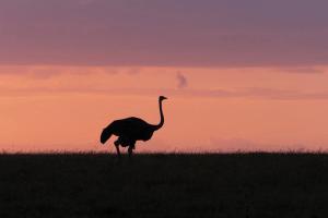 Ostrich (Struthio sp.)
