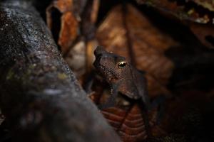 Toad
