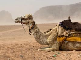 Dromedary Camel (Camelus dromedarius)