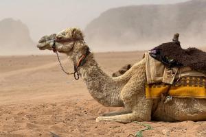 Dromedary Camel (Camelus dromedarius)