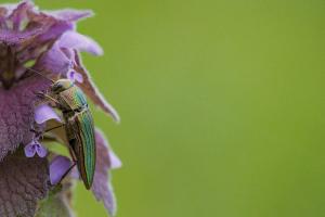 Golden Buprestid (Buprestis aurulenta)