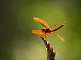 Skimmer dragonfly (Family Libellulidae)