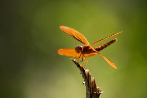Skimmer dragonfly (Family Libellulidae)