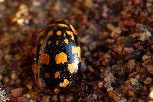 Sunburst Diving Beetle (Thermonectus marmoratus)