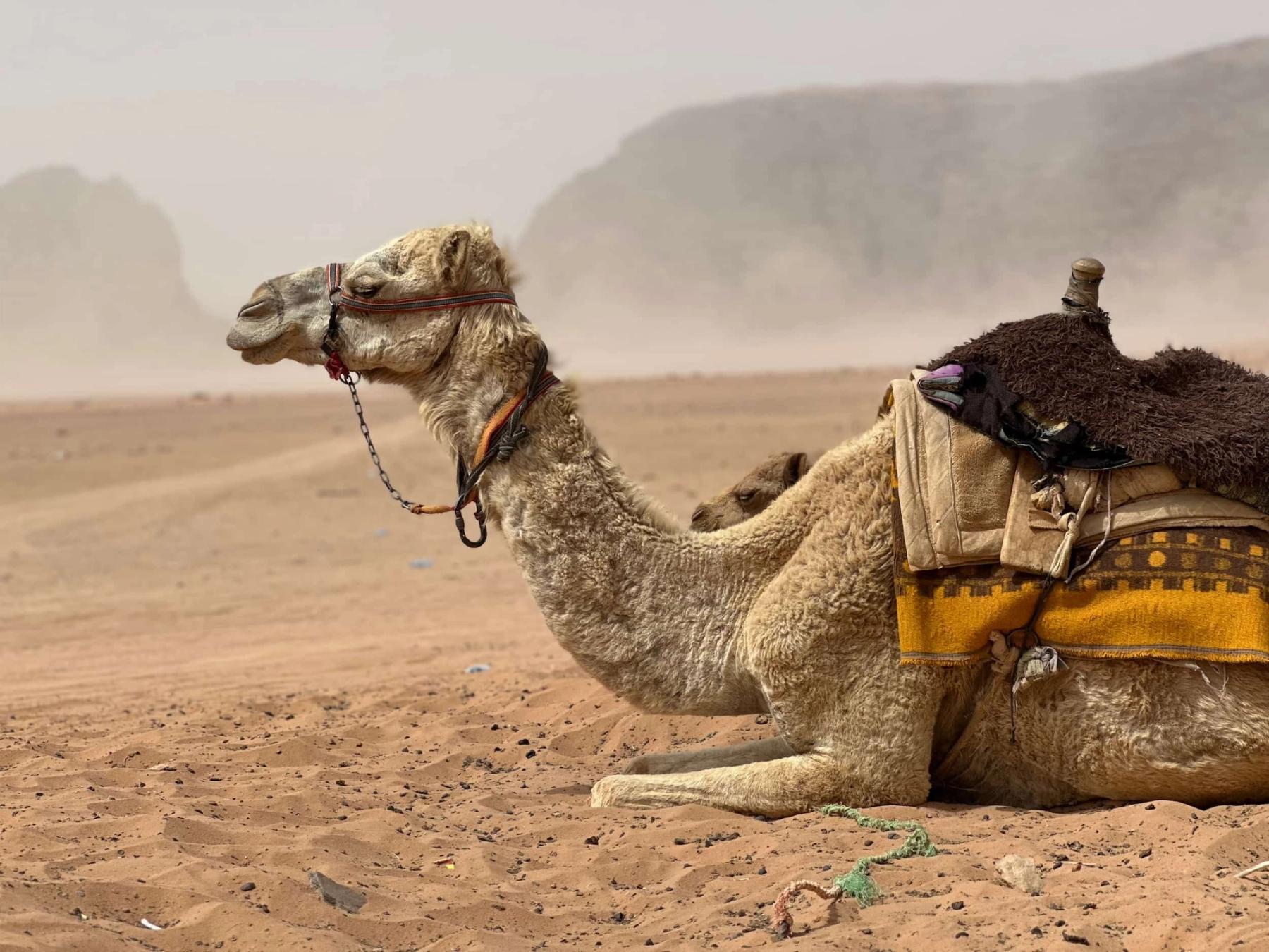 Camels prepare to carry researchers to their field site. 