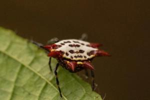 Spinybacked Orbweaver (Gasteracantha cancriformis)