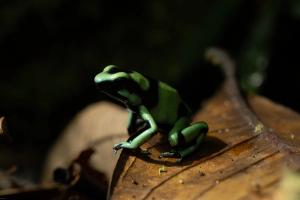 Dart frog (Dendrobates auratus)