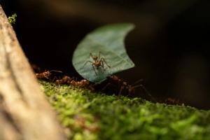 Leafcutter ant (Atta cephalotes)
