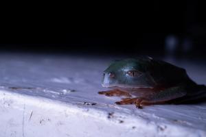 Trinidad Leaf Frog (Phyllomedusa trinitatis)