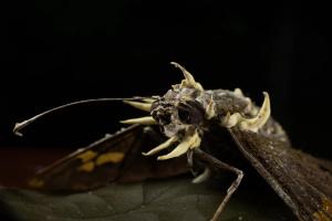 Moth infected with cordyceps 