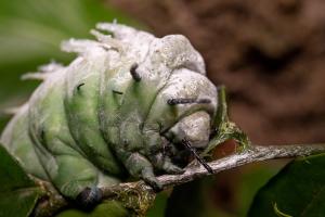 Family Saturniidae