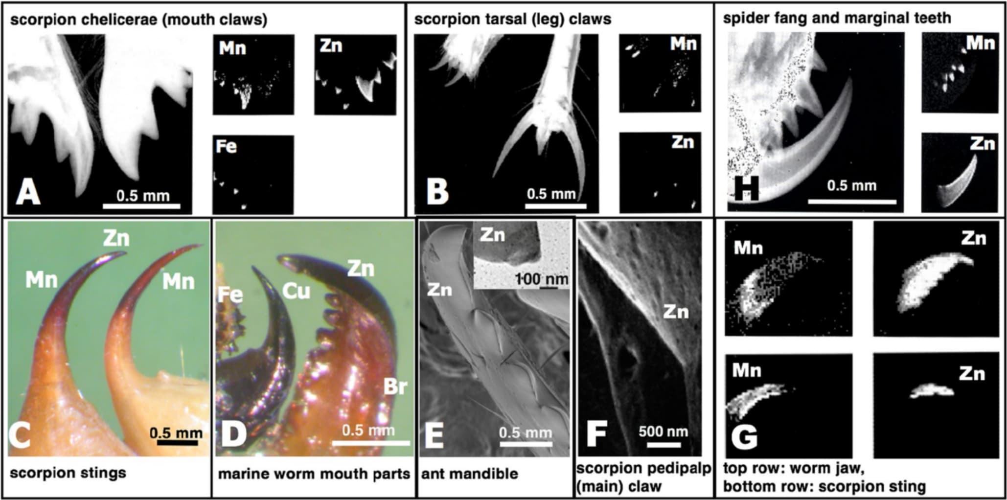 The Homogenous Alternative to Biomineralization