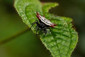 Spinybacked Orbweaver (Gasteracantha cancriformis)