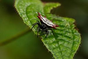 Spinybacked Orbweaver (Gasteracantha cancriformis)