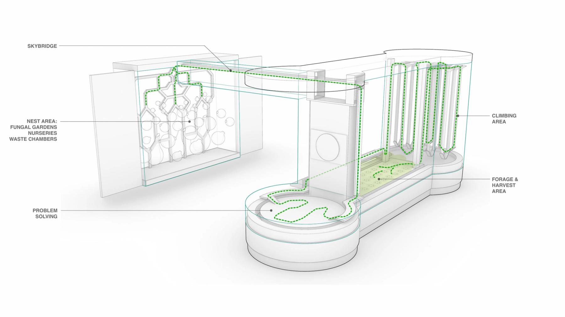 Final concept for leafcutter exhibit