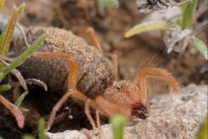 Solpugid (Family: Solpugidae)