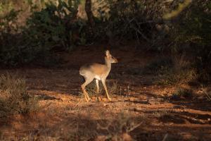 Dik-Dik (Madoqua sp.)