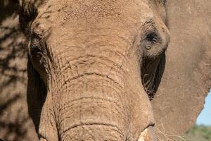African elephants (Loxodonta sp.)