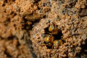 Stingless bee (Melipona sp.)