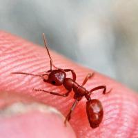 Slave Making Ant (Polyergus mexicanus)