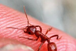 Slave Making Ant (Polyergus mexicanus)