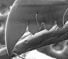 Leafcutter ant (Atta cephalotes)