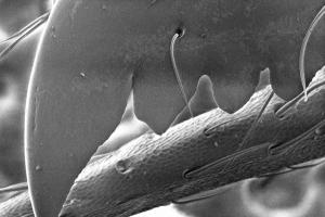 Leafcutter ant (Atta cephalotes)