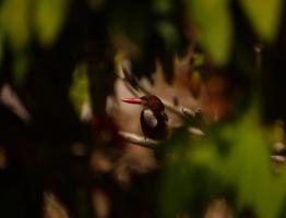 Kingfishers (Family Alcedinidae)