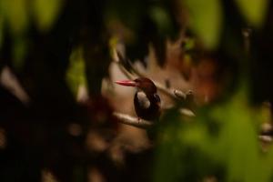 White-throated Kingfisher (Halcyon smyrnensis)