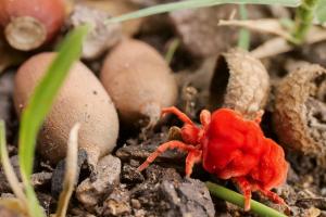 Giant Velvet Mites (Dinothrombium spp.)