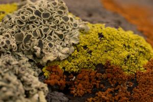 Lichens