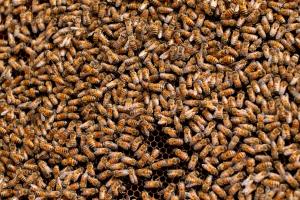 Western Honey Bee (Apis mellifera)