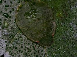 Tituria sp.