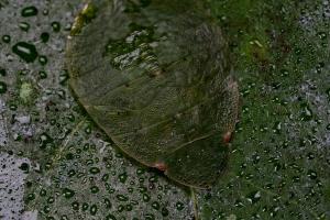 Tituria sp.