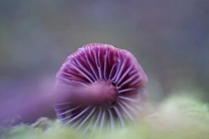 Mushroom