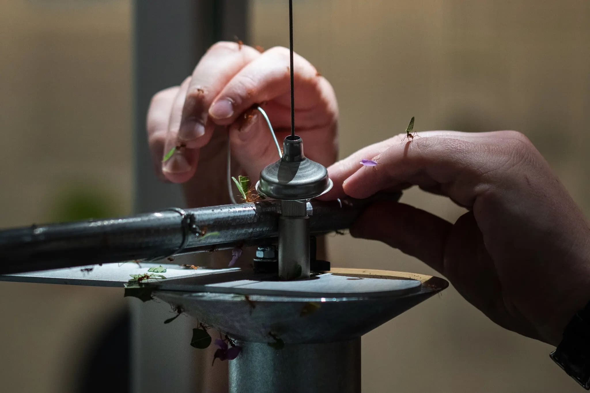 To Display 500,000 Ants, No Simple Ant Farm Will Do