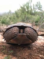 Sonoran Desert Tortoise (Gopherus morafkai)