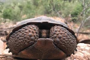 Sonoran Desert Tortoise (Gopherus morafkai)