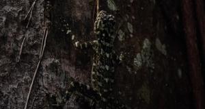 Collared Treerunner (Plica plica)