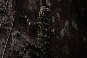 Collared Treerunner (Plica plica)