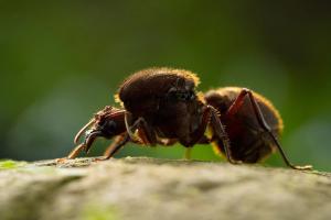 Leafcutter Ant (Atta cephalotes)