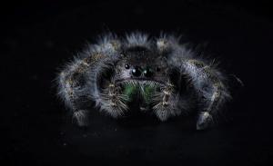 Bold Jumping Spider (Phidippus audax)