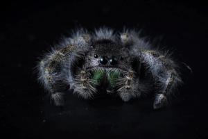 Bold Jumping Spider (Phidippus audax)