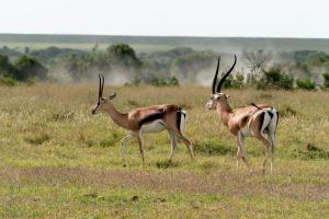 Bright's Gazelle (Nanger granti ssp. notata)