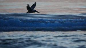 Brown Pelican (Pelecanus occidentalis)