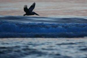 Brown Pelican (Pelecanus occidentalis)